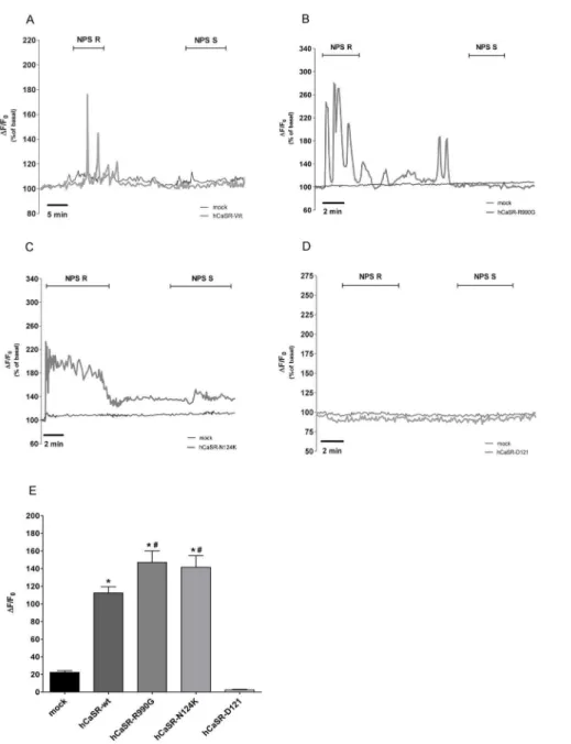 Figure 3. Effects of the calcymimetic NPS-R and its inactive form NPS-S on [Ca 2+ ] i 