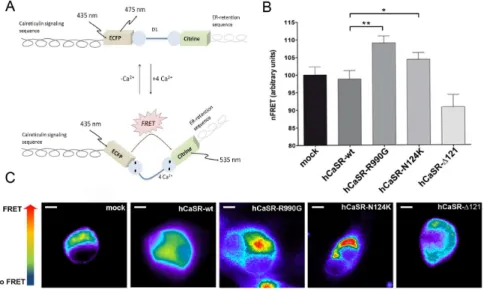 Figure 6. Evaluation of [Ca 2+ ] ER with ER-targeted cameleon (D1ER) probe. Schematic model of the cameleon (D1ER) probe showing calreticulin signaling sequence flanked by the ECFP, calcium binding calmodulin domain (D1) and citrine to monitor the ER-calci