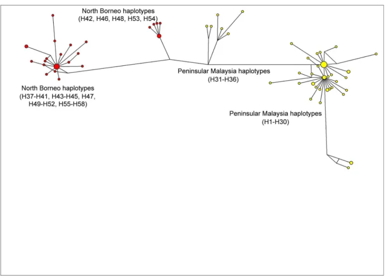 Fig 3. Median Joining network of PkγRII haplotypes. The network shows geographical clustering of PkγRII haplotypes from Peninsular Malaysia (yellow) and North Borneo (red)