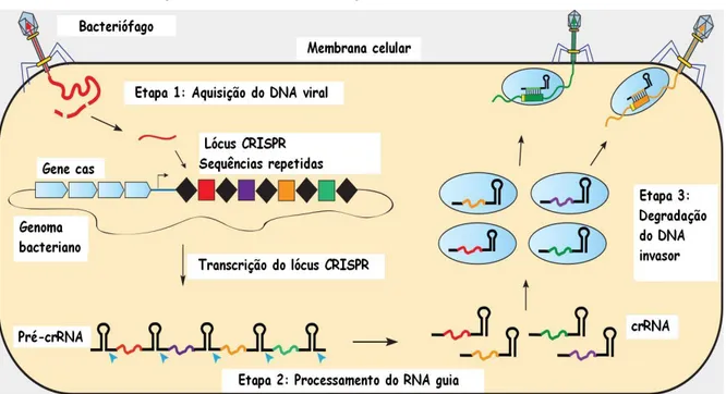 Figura 2: Mecanismo de progressão do sistema CRISPR/Cas.  