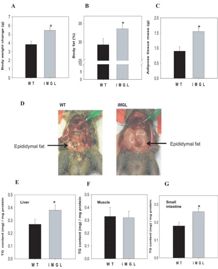 Figure 4. Increased adiposity in iMGL mice after 3 weeks of a high fat (40% kcal) diet