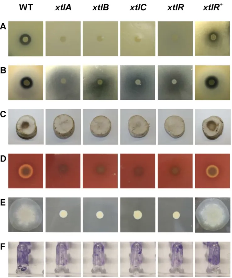 Figure 4. Phenotypes of P. putida BW11M1 and xantholysin-deficient mutants. (A) Antagonistic activity against X