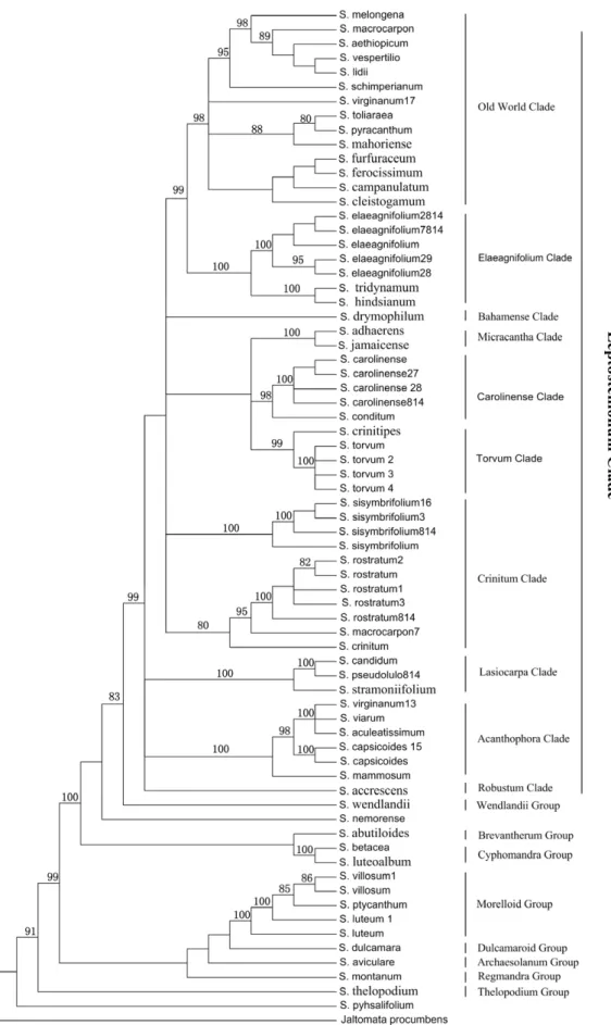 Figure 1. Neighbor joining tree based on the three combined DNA regions ( ndhF , trnS - trnG and waxy )