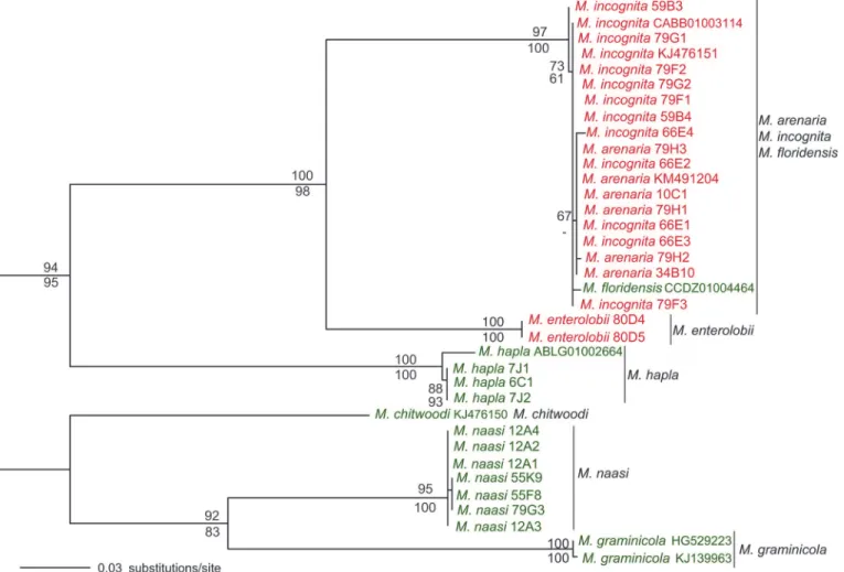 Fig 3. Maximum Likelihood phylogenetic tree of Meloidogyne spp. based on the nad5-cox1 mitochondrial region