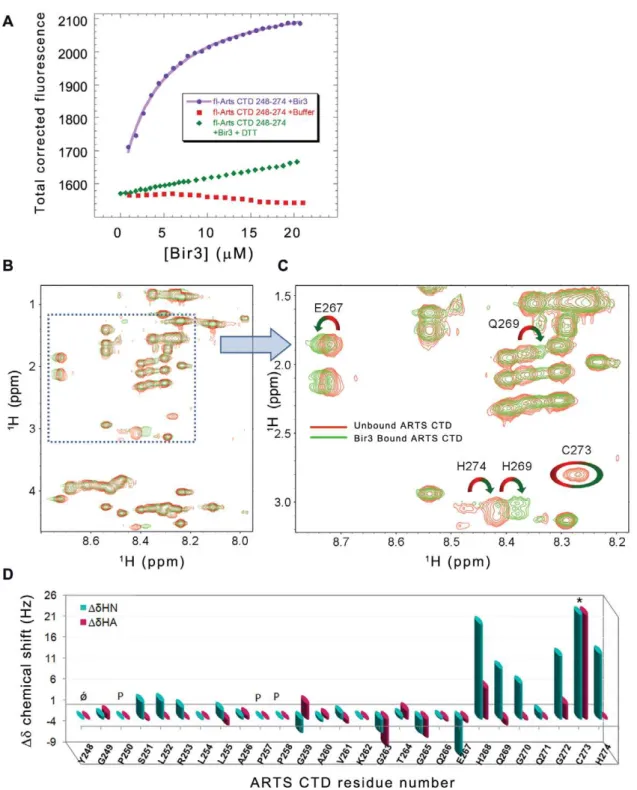 Figure 4. Quantitative analysis of the interaction between ARTS CTD and Bir3. A: Binding of ARTS CTD to Bir3