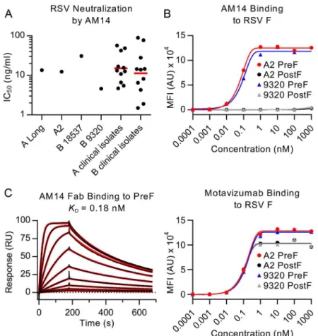 Fig 1. AM14 is a prefusion-specific neutralizing antibody. (A) Neutralization of laboratory strains and clinical isolates of RSV