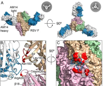 Fig 2. Structures of AM14 in complex with RSV F. (A) Crystal structure of three AM14 Fabs bound to the prefusion RSV F trimer, viewed from the side and the top of RSV F