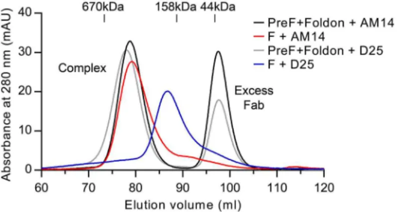 Fig 5. AM14 stabilizes RSV F trimer in the absence of the foldon trimerization motif. Size-exclusion chromatography profiles from a Superose 6 column are shown for AM14 Fab or D25 Fab complexed with prefusion RSV F containing the foldon trimerization motif