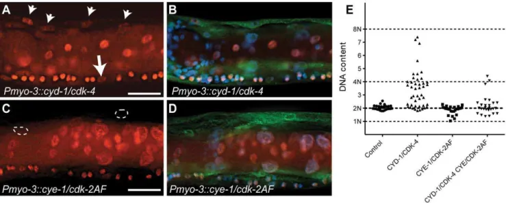 Figure 4. Animals with mitotic body-wall muscle retain normal motility and muscle structure