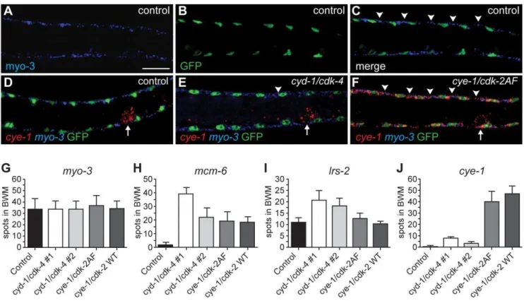 Figure 6. Single molecule FISH shows gene expression in individual muscle cells and limited cye-1 induction by CYD-1/CDK-4