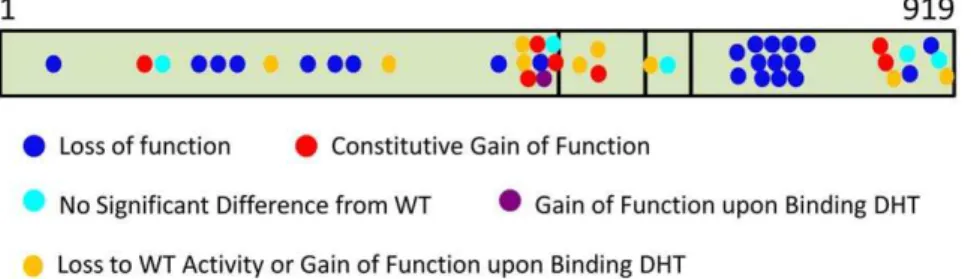 Figure 6. Summary of the distribution of the different classes of mutation along the AR protein.