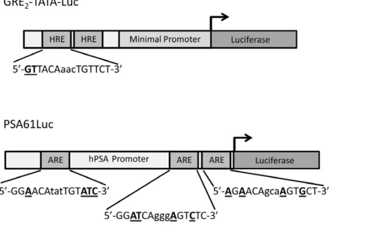 Figure 3. Stimulatory capacity of hAR mutations present in prostate cancer. COS-7 cells were cotransfected with GRE 2 -TATA-Luc reporter plasmid and pSVARo encoding the indicated AR mutation