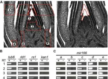Figure 1. mir166 family members exhibit distinct overlapping expression profiles in the maize shoot apex