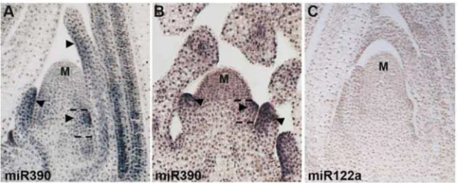 Figure 3. MiR390 is an upstream component in the maize leaf polarity pathway. (A, B) In situ hybridization analyses with a miR390 complementary LNA probe shows this small RNA accumulates on the adaxial side (arrowheads) of incipient and developing leaf pri