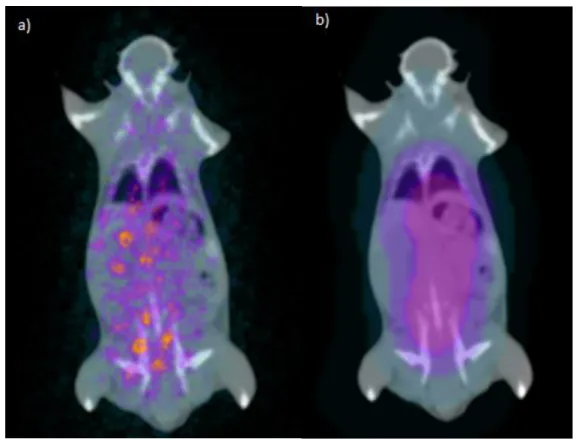 Figure 3: a) Tomographic image of the A14T1 mouse; b) Planar image of the A8T2 mouse. 