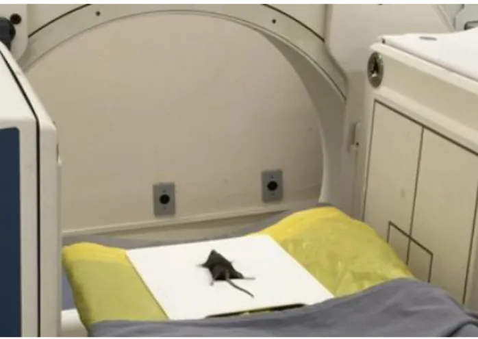 Figure 1: Mouse positioned and immobilized for planar and SPECT images acquisition. 