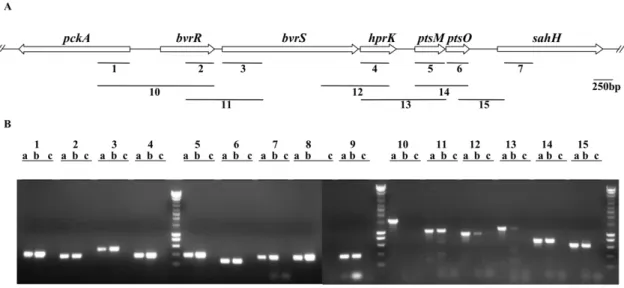 Figure 5. Transcriptional link between pts genes and the genes encoding the two-component system BvrR/BvrS