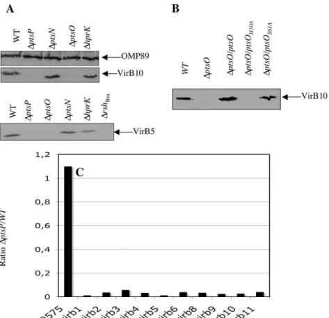 Figure 6. Synthesis of VirB proteins in D hprK and D pts mutants. (A) Detection of VirB10 (top) and VirB5 (bottom) by Western blot analysis in the wild-type (Bm16M), DptsP, DptsO, DptsN and DhprK strains following growth in 2YT to late-exponential phase