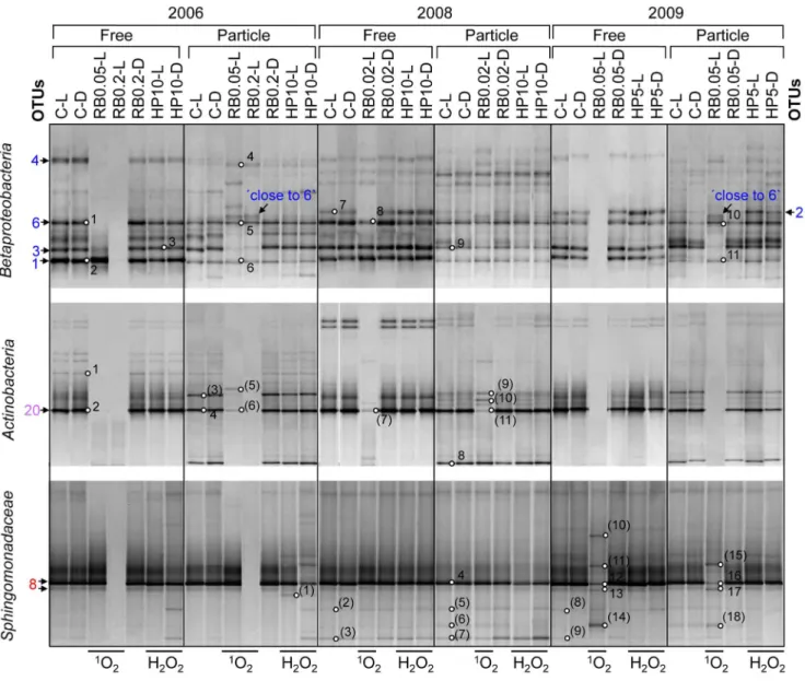 Figure 10. Cluster analysis of Bacteria RT-PCR DGGE patterns. Cluster analysis and RT-PCR DGGE patterns of metabolically active free-living (0.22–8 mm in 2006 and 0.22–5 mm in 2008 and 2009) and particle-attached ( 