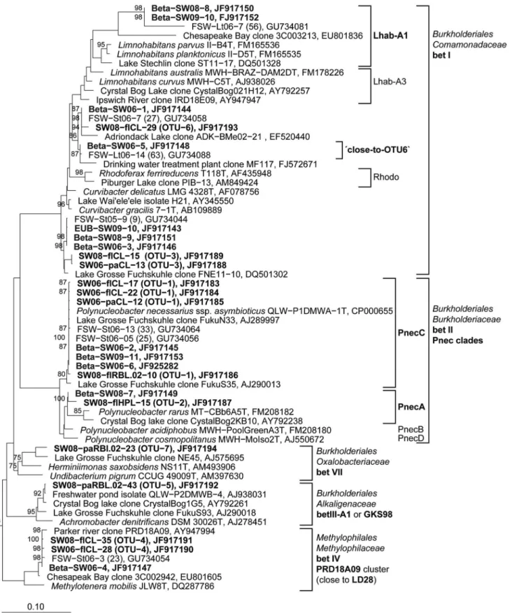 Figure 5. Phylogenetic affiliation of 16S rRNA gene sequences representing OTUs and DGGE bands to the Betaproteobacteria.