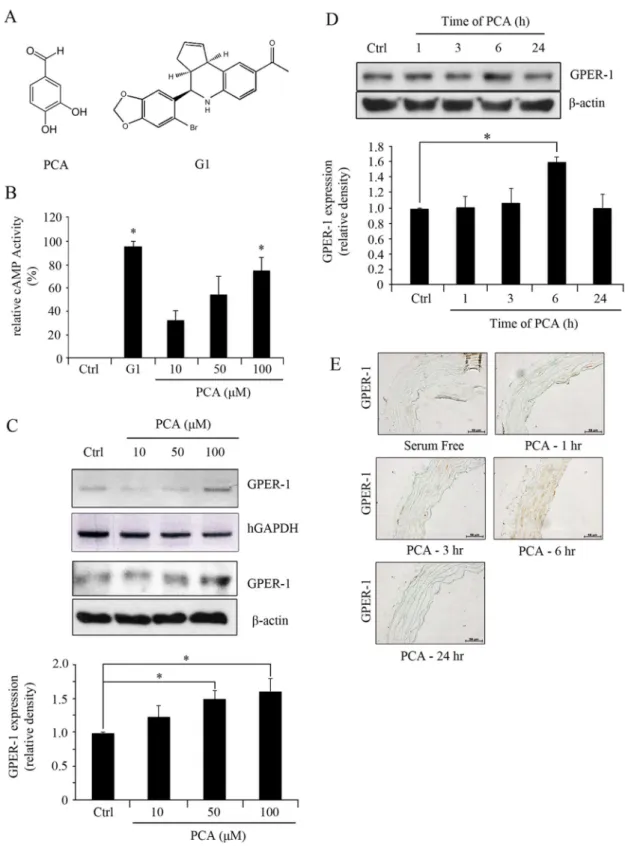 Figure 1. PCA induces expression of GPER-1. (A) The chemical structure of PCA and G1. (B) HUVECs were treated with G1 (3.0 mM) and PCA (10, 50, or 100 mM) for 1 hr to measure the levels of cAMP activity