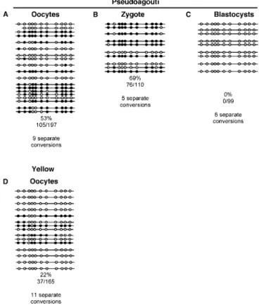 Figure 4. Methylation of the A vy Allele following Maternal Transmission The methylation status of each CpG dinucleotide was determined by sequencing PCR clones of bisulfite-converted DNA, as described in Figure 2 [4]