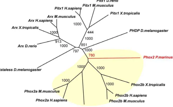 Figure 2. Expression of the transcription factor Phox2 in embryos of P. marinus . (A) Phylogenetic analysis of a putative Phox2 fragment places it at the base of the gnathostome Phox2a and Phox2b gene families