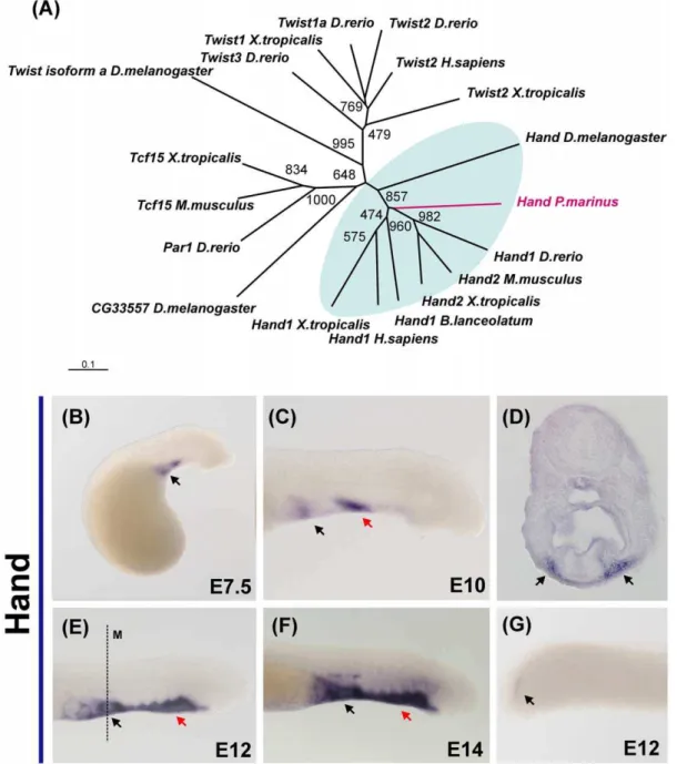Figure 3. Expression of the helix-loop-helix transcription factor Hand in lamprey embryos