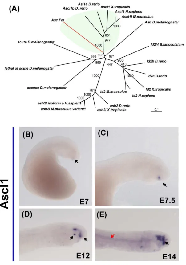 Figure 4. Expression of Ascl1 during embryonic development of the lamprey. (A) Phylogenetic analysis places the putative lamprey Ascl1 ortholog with gnathostome Ascl1 genes