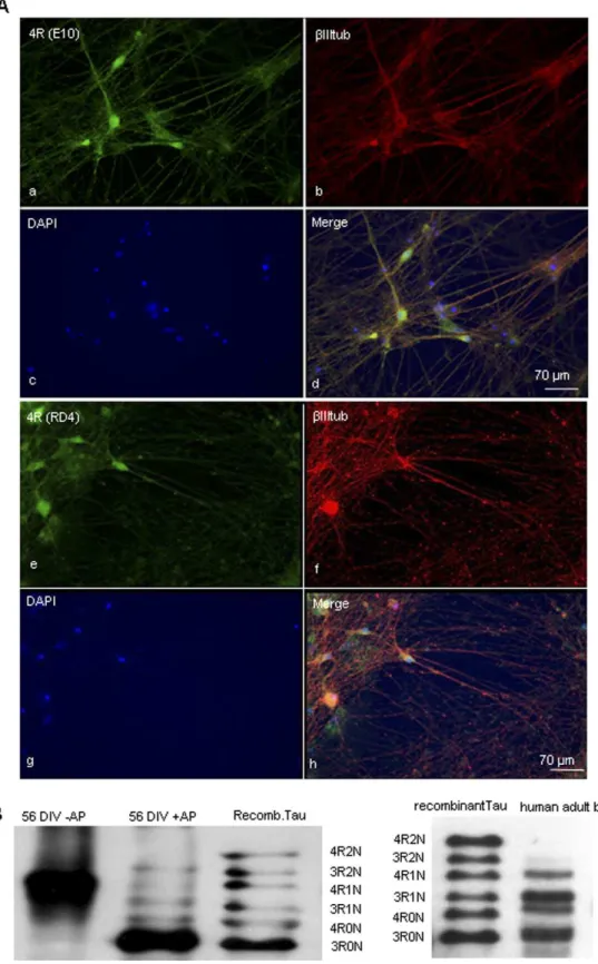 Figure 2. Tau expression in hESC-derived neurons after 72 days in culture. (A) Immunostaining with anti-4R tau antibodies E10 (a–d) and RD4 (e–h) shows that 4R tau isoforms are present in neuronal cell bodies and axons