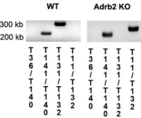 Figure 1. Genotyping results. Results of the genotyping to verify that the b2-adrenergic receptor is eliminated in the KO mice