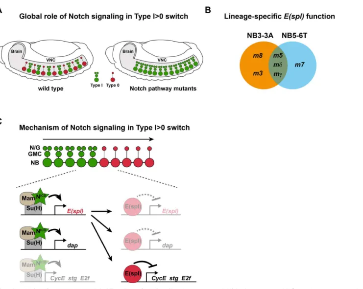 Fig 6. ChIP and DamID analysis of Su(H), m5 and m8 reveals binding to the E(spl) complex and dacapo