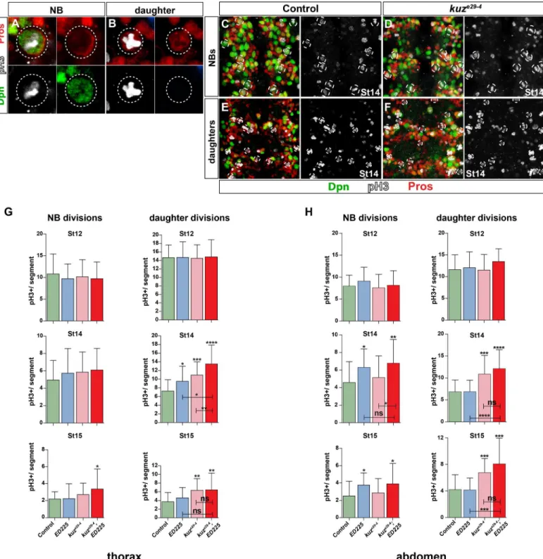 Fig 2. Notch pathway controls Type I > 0 daughter proliferation switch globally. (A) Dividing NB, identified by Dpn, phosphorylated-HistoneH3 (pH3), and cortical asymmetric Pros