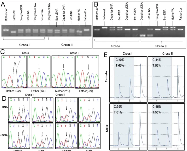 Fig 3. Verification experiments excluded most of the candidate imprinted SNPs. (A) Restriction endonuclease analysis
