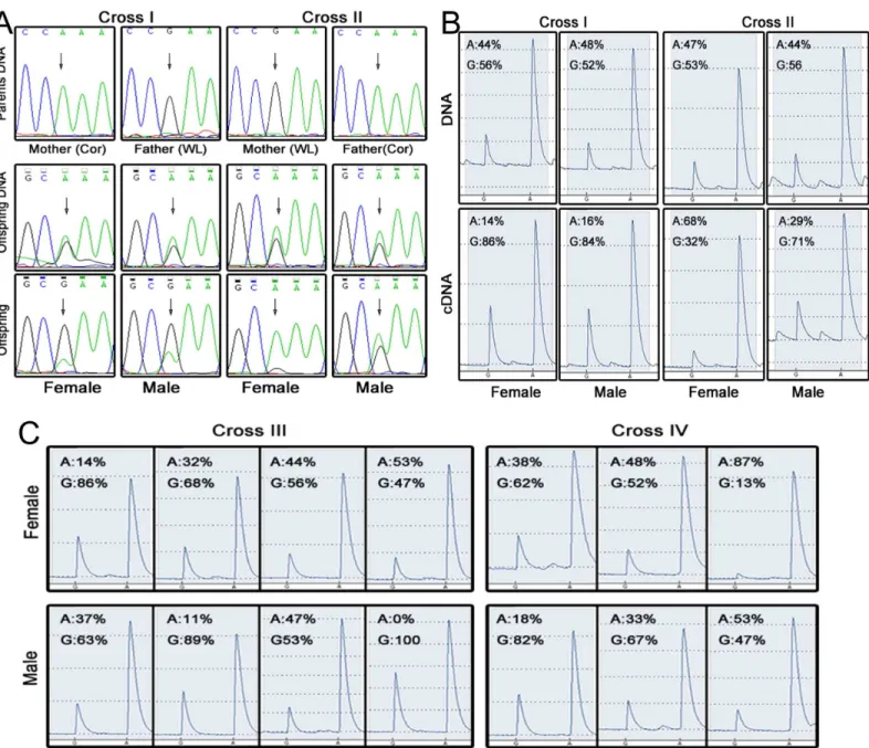 Fig 4. Results of further verification experiments on the SNP most likely to exhibit imprinting