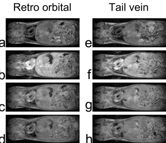 Fig 2. Typical thoracoabdominal coronal MRI. Left column, from top to bottom, images acquired before (a), 30 s (b), 3 min 30 s (c), and 10 min (d) after delivery of the contrast agent via the retro-orbital route