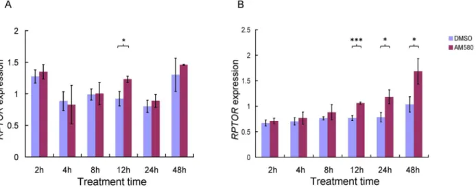 Figure 3. Effect of retinoids on RPTOR expression in HepG2 (A) and MCF-7 (B) cell lines at different treatment times