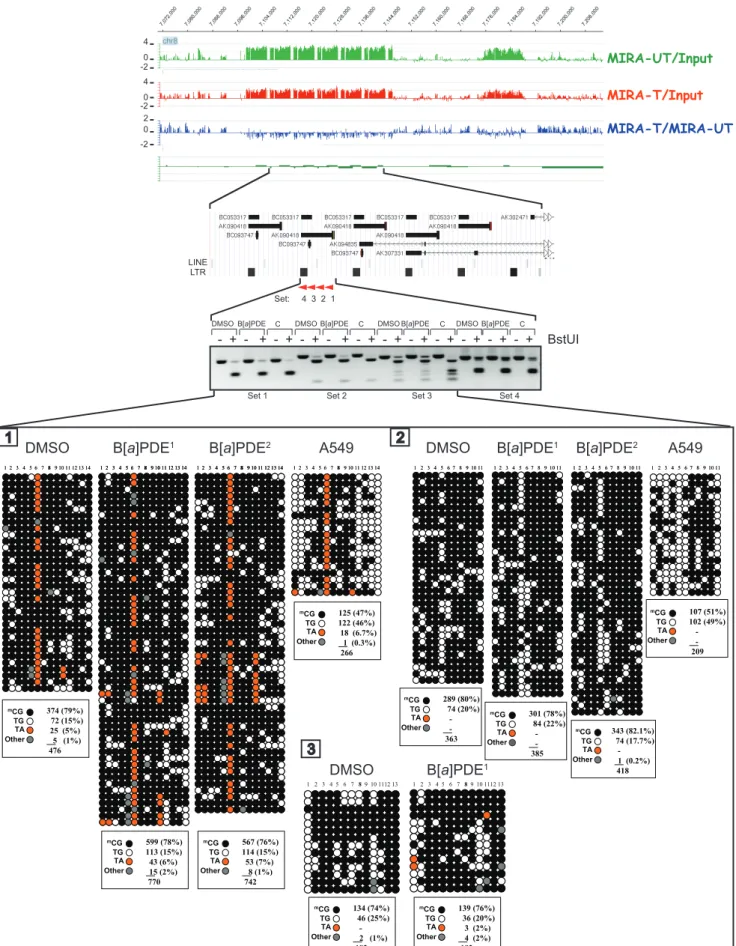 Figure 3. Locus/gene-specific verification of DNA methylation profiles in B[ a ]PDE-treated cells vs control by COBRA and bisulfite genomic sequencing