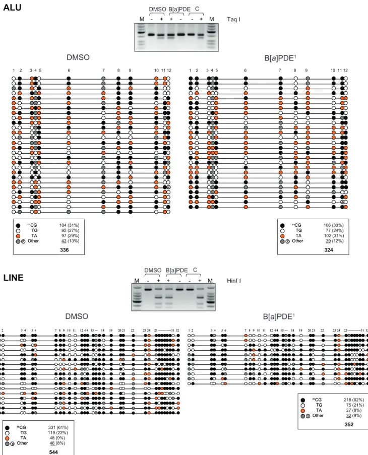 Figure 4. Locus/gene-specific verification of DNA methylation profiles in B[ a ]PDE-treated cells vs control by COBRA and bisulfite genomic sequencing