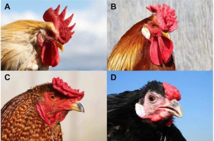 Figure 1. Four comb phenotypes in chickens explained by segregation at the Rose-comb and Pea-comb loci and their interaction
