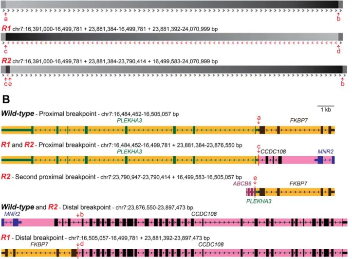 Figure S3). The BAC clones CH261-95H11 and CH261-5G3 span the inversion breakpoints at 16.50 Mb and 23.88 Mb, respectively