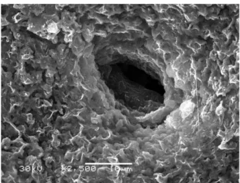 Figure 3. Е. maritimum adaxial leaf lamina  surface