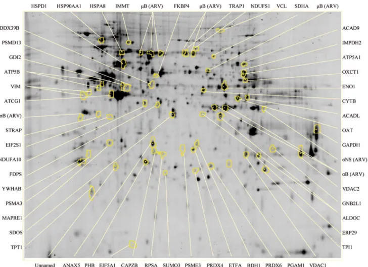 Fig. 4C). The downregulated proteins were mostly located in the cytoplasm (31.03%), cytoskeleton (20.69%), and cytoplasm/