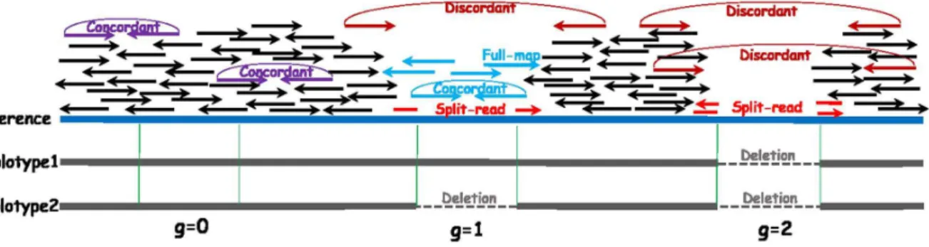 Figure 1 gives examples of mapped split-reads. Split-reads mapping has been used in the programs Pindel [5], SVseq [6, 7] and PRISM [8] for finding deletions.