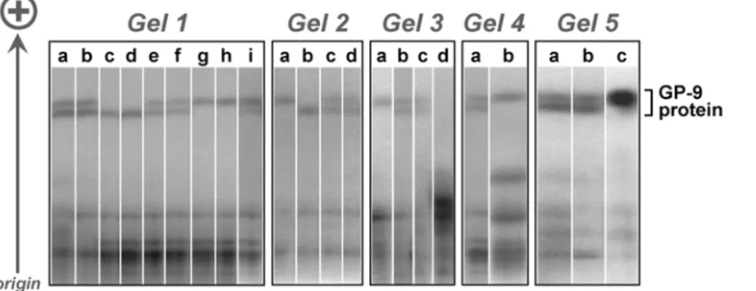 Figure 1. Separation and visualization of GP-9 protein in S. invicta using HSGE coupled with amido black staining