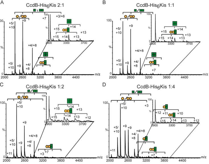 Figure 6. NMS profile of the interactions of CcdB and His 6 Kis proteins at different toxin-antitoxin ratios