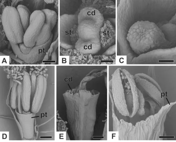 Figure 7 Successive developmental stages of staminate flowers of dimerous species of Paepalanthus (SEM)