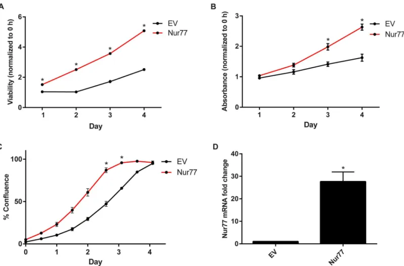 Fig 4. Nur77 promotes cell viability and proliferation. (A) Daoy cells were transduced with pSIN-Nur77 (Nur77) or pSIN vector (EV), and cell viability was measured via the CellTiter-Glo assay every day for 4 days