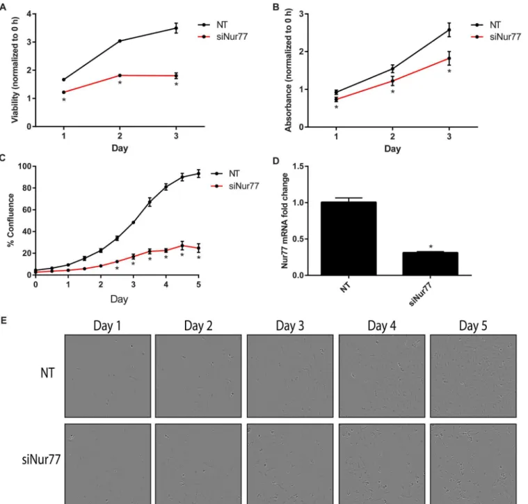 Fig 5. Nur77 knockdown decreases cell viability and proliferation. (A) Daoy cells were transfected with 20 nM siNur77 or non-targeting control (NT), and cell viability was measured via the CellTiter-Glo assay every day for 3 days