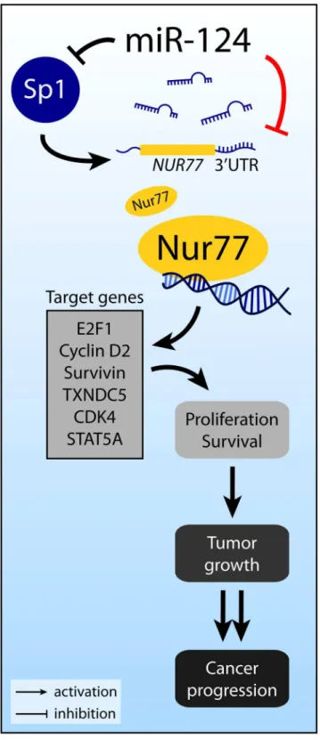 Fig 7. Overview of Nur77 regulation by miR-124. Nur77 can be directly targeted by miR-124, as revealed by our studies reported here (indicated by the red line), or indirectly affected by miR-124 via Sp1